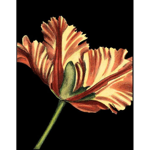 Vibrant Tulips I Black Modern Wood Framed Art Print by Harper, Ethan