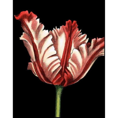 Vibrant Tulips II Black Modern Wood Framed Art Print by Harper, Ethan