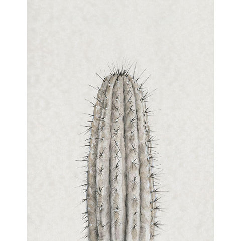 Cactus Study III White Modern Wood Framed Art Print by OToole, Tim