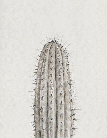 Cactus Study III White Modern Wood Framed Art Print with Double Matting by OToole, Tim