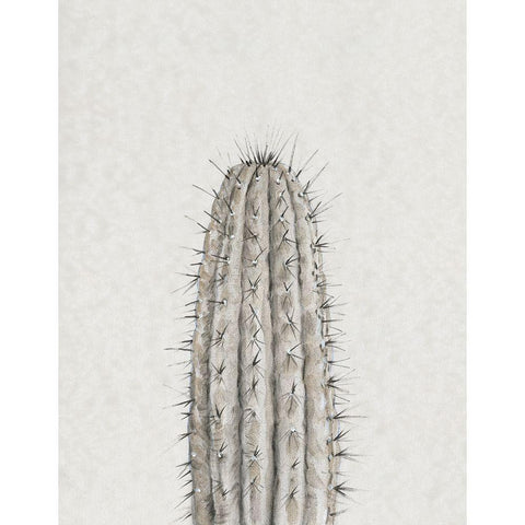 Cactus Study III Black Modern Wood Framed Art Print by OToole, Tim