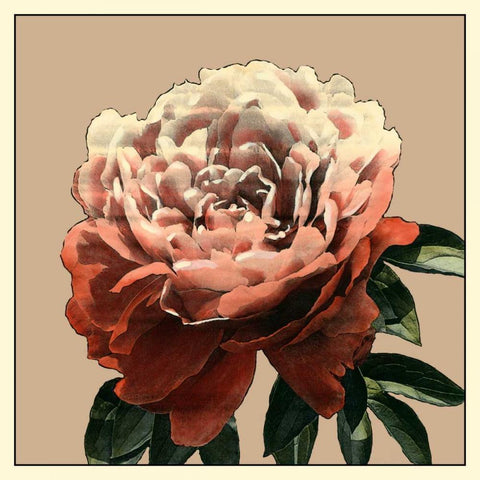 Heirloom Rose II White Modern Wood Framed Art Print by Zarris, Chariklia