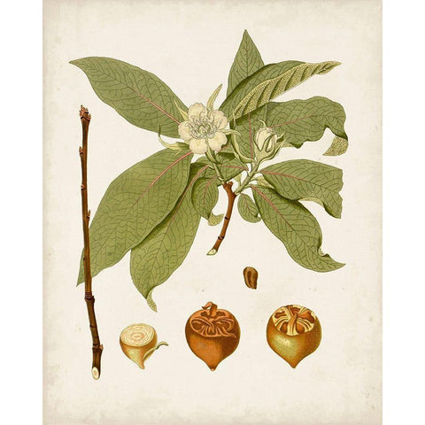 Antique Leaves I White Modern Wood Framed Art Print by Unknown