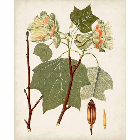 Antique Leaves III Black Modern Wood Framed Art Print with Double Matting by Unknown