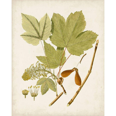 Antique Leaves IV White Modern Wood Framed Art Print by Unknown