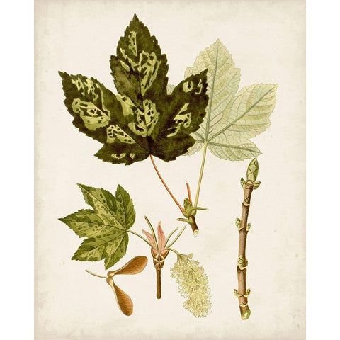 Antique Leaves V White Modern Wood Framed Art Print by Unknown