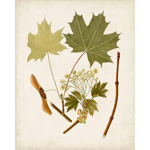 Antique Leaves VI Black Modern Wood Framed Art Print with Double Matting by Unknown