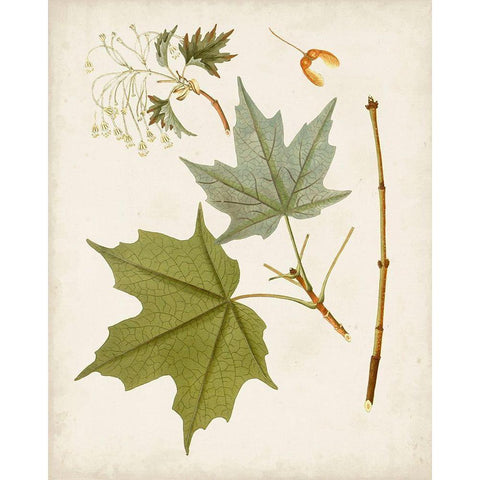 Antique Leaves VII White Modern Wood Framed Art Print by Unknown