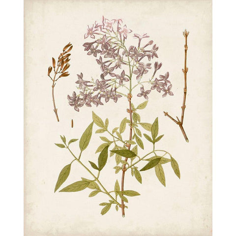 Vintage Flowering Trees I Gold Ornate Wood Framed Art Print with Double Matting by Unknown