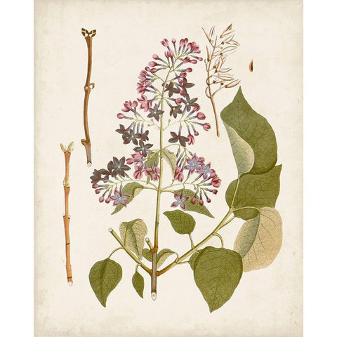Vintage Flowering Trees II Black Modern Wood Framed Art Print by Unknown