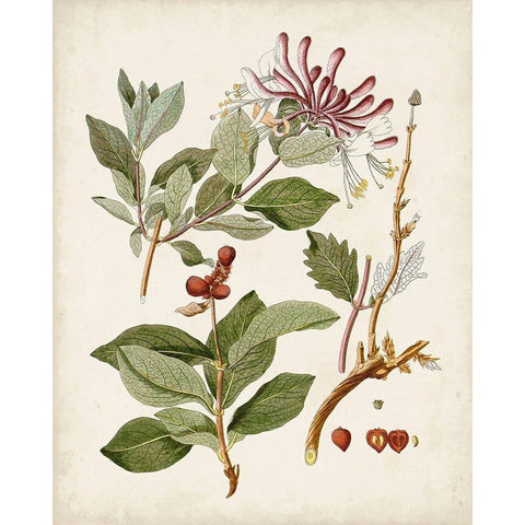 Vintage Flowering Trees III Black Modern Wood Framed Art Print with Double Matting by Unknown