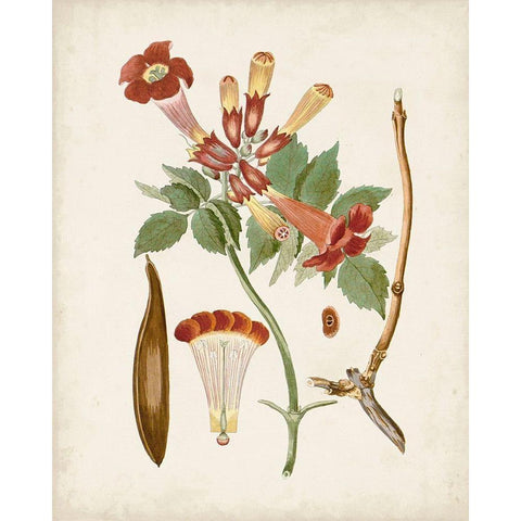 Vintage Flowering Trees V Black Modern Wood Framed Art Print by Unknown