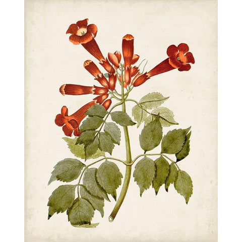 Vintage Flowering Trees VI Gold Ornate Wood Framed Art Print with Double Matting by Unknown