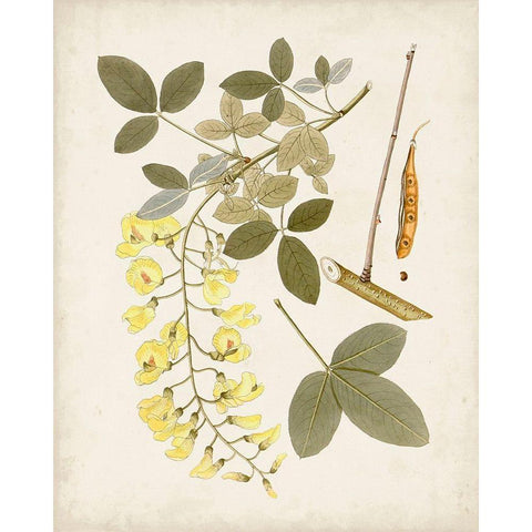 Vintage Flowering Trees VII Black Modern Wood Framed Art Print by Unknown