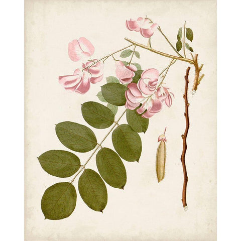 Vintage Flowering Trees VIII Black Modern Wood Framed Art Print by Unknown