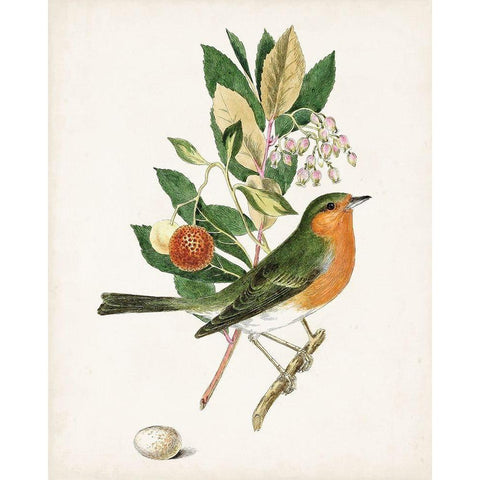 Antique Bird-Botanical and Egg I Gold Ornate Wood Framed Art Print with Double Matting by Unknown