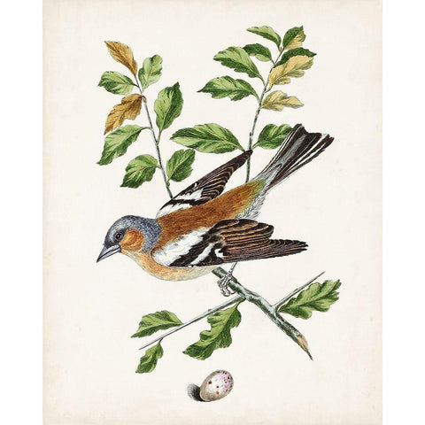 Antique Bird-Botanical and Egg II White Modern Wood Framed Art Print by Unknown