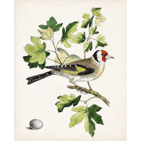 Antique Bird-Botanical and Egg III Gold Ornate Wood Framed Art Print with Double Matting by Unknown