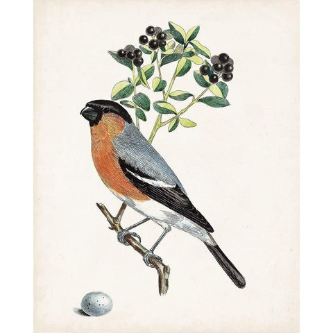 Antique Bird-Botanical and Egg IV White Modern Wood Framed Art Print by Unknown