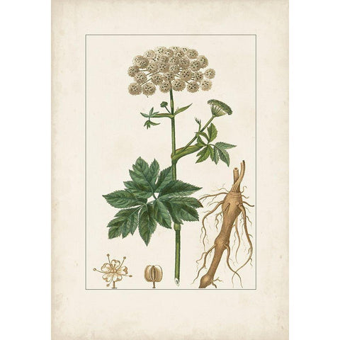 Antique Turpin Botanical I White Modern Wood Framed Art Print by Turpin