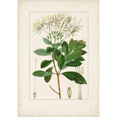 Antique Turpin Botanical II Black Modern Wood Framed Art Print with Double Matting by Turpin