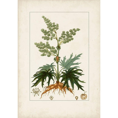 Antique Turpin Botanical III Black Modern Wood Framed Art Print with Double Matting by Turpin