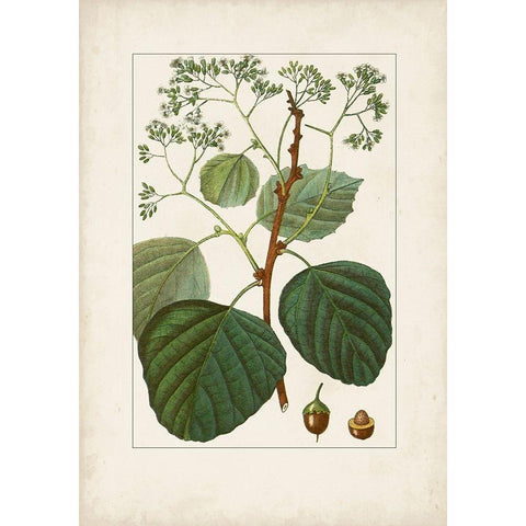 Antique Turpin Botanical IV Gold Ornate Wood Framed Art Print with Double Matting by Turpin