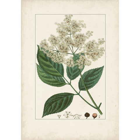 Antique Turpin Botanical V Black Modern Wood Framed Art Print with Double Matting by Turpin