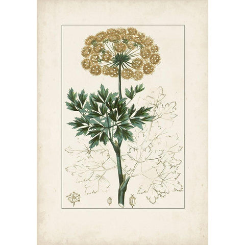 Antique Turpin Botanical VI White Modern Wood Framed Art Print by Turpin