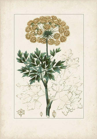 Antique Turpin Botanical VI White Modern Wood Framed Art Print with Double Matting by Turpin