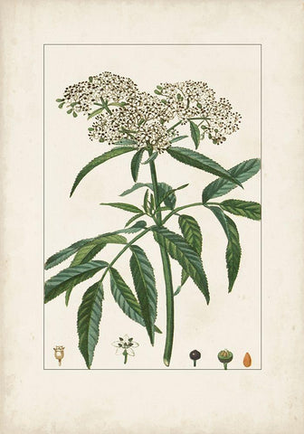 Antique Turpin Botanical VII White Modern Wood Framed Art Print with Double Matting by Turpin