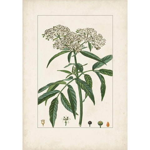 Antique Turpin Botanical VII White Modern Wood Framed Art Print by Turpin