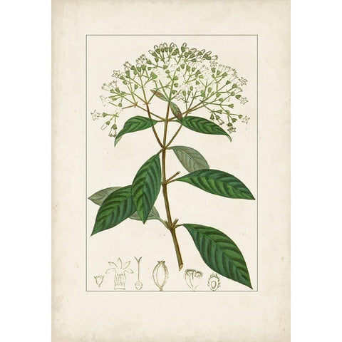 Antique Turpin Botanical VIII Black Modern Wood Framed Art Print with Double Matting by Turpin