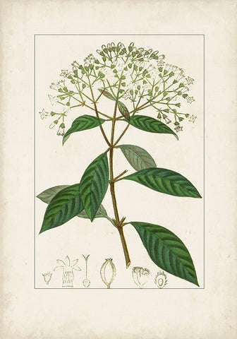 Antique Turpin Botanical VIII White Modern Wood Framed Art Print with Double Matting by Turpin