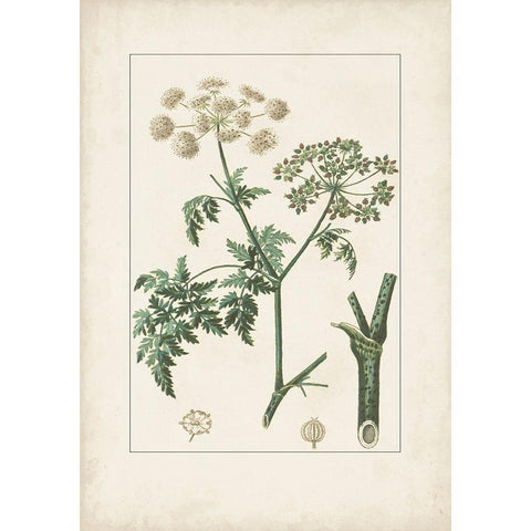 Antique Turpin Botanical IX Black Modern Wood Framed Art Print with Double Matting by Turpin