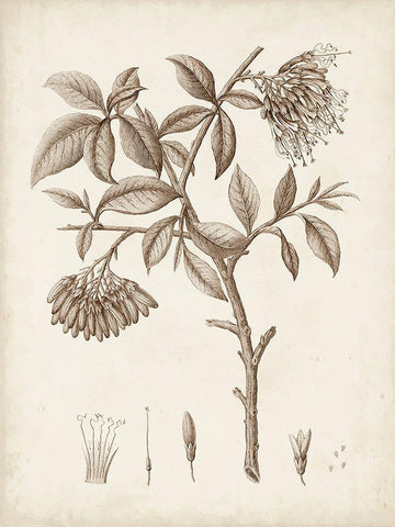 Antique Sepia Botanicals I White Modern Wood Framed Art Print with Double Matting by Unknown