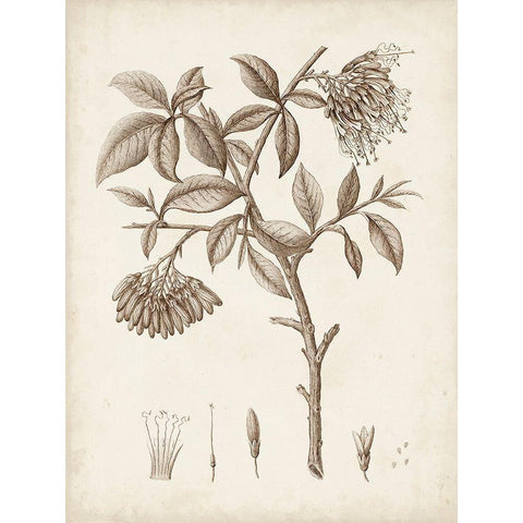 Antique Sepia Botanicals I Black Modern Wood Framed Art Print with Double Matting by Unknown