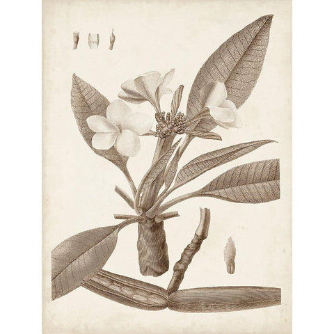 Antique Sepia Botanicals II Black Modern Wood Framed Art Print with Double Matting by Unknown