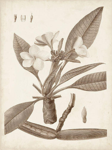 Antique Sepia Botanicals II Black Ornate Wood Framed Art Print with Double Matting by Unknown