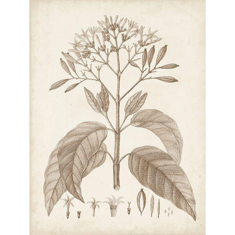 Antique Sepia Botanicals III Gold Ornate Wood Framed Art Print with Double Matting by Unknown