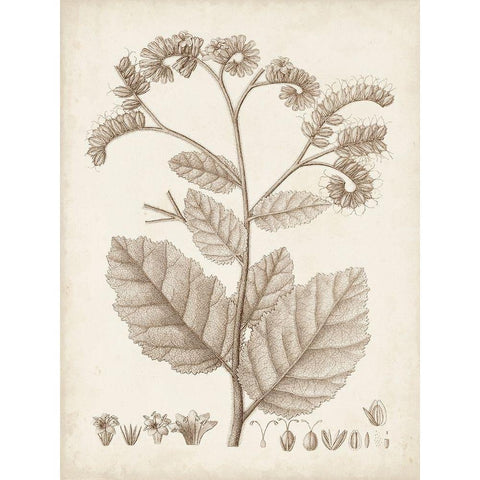 Antique Sepia Botanicals IV White Modern Wood Framed Art Print by Unknown