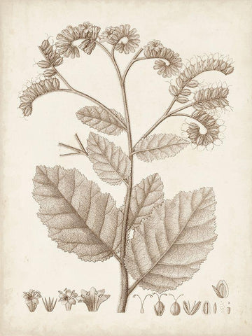 Antique Sepia Botanicals IV White Modern Wood Framed Art Print with Double Matting by Unknown