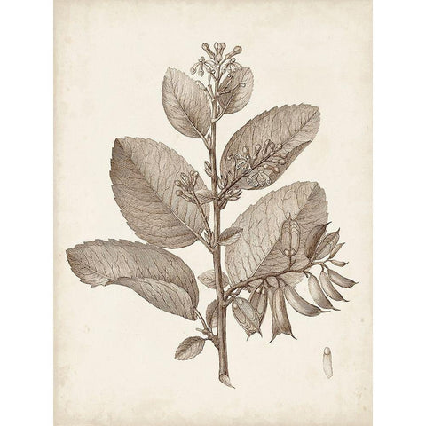 Antique Sepia Botanicals V Black Modern Wood Framed Art Print with Double Matting by Unknown