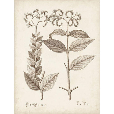 Antique Sepia Botanicals VI Black Modern Wood Framed Art Print with Double Matting by Unknown