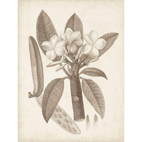 Antique Sepia Botanicals VII White Modern Wood Framed Art Print by Unknown