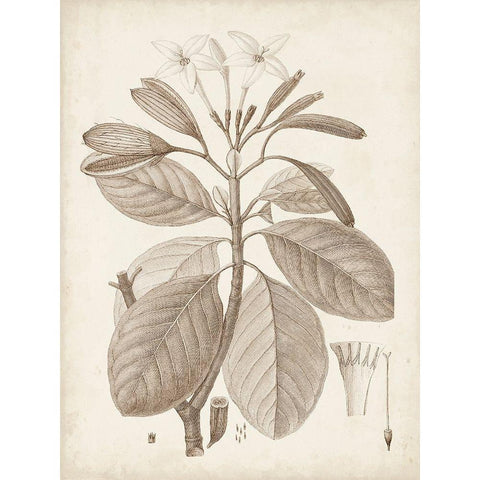 Antique Sepia Botanicals VIII Black Modern Wood Framed Art Print with Double Matting by Unknown