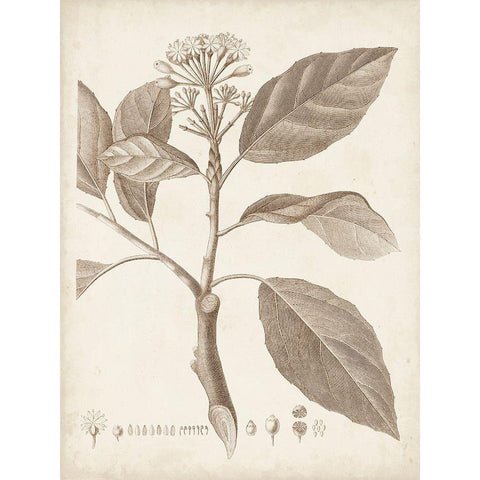 Antique Sepia Botanicals IX Black Modern Wood Framed Art Print with Double Matting by Unknown