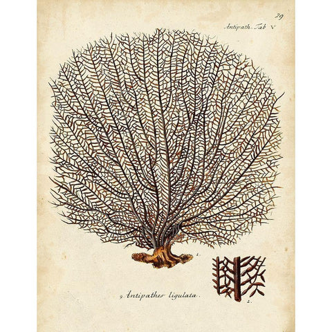 Esper Sea Fans I Black Modern Wood Framed Art Print with Double Matting by Esper, Johann