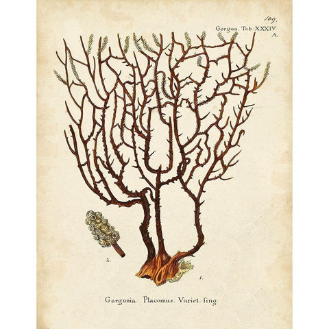 Esper Sea Fans II Gold Ornate Wood Framed Art Print with Double Matting by Esper, Johann