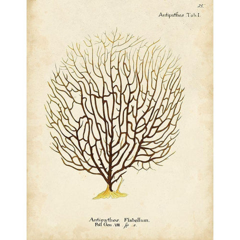 Esper Sea Fans III Gold Ornate Wood Framed Art Print with Double Matting by Esper, Johann